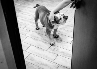 A bulldog at groom's preparation, documentary wedding photography